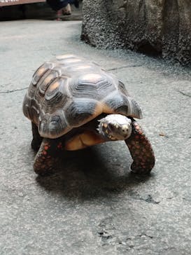 那須どうぶつ王国に投稿された画像（2024/8/15）