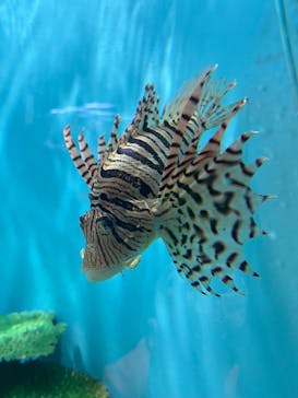 城崎マリンワールドに投稿された画像（2024/8/15）