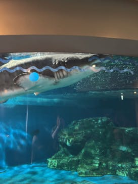 しながわ水族館に投稿された画像（2024/8/15）