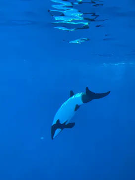 仙台うみの杜水族館に投稿された画像（2024/8/15）