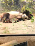 恩賜上野動物園に投稿された画像（2024/8/15）