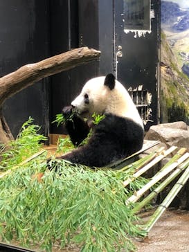 恩賜上野動物園に投稿された画像（2024/8/15）