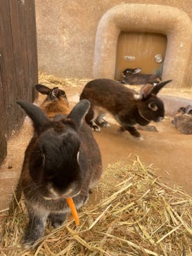 秋吉台自然動物公園 サファリランドに投稿された画像（2024/8/15）