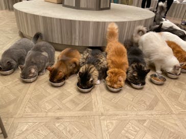 猫カフェモカ　イオンモール高崎店に投稿された画像（2024/8/15）