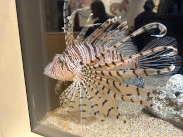 しながわ水族館に投稿された画像（2024/8/15）