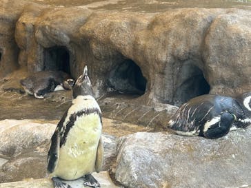 しながわ水族館に投稿された画像（2024/8/15）