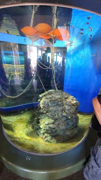 アクアワールド茨城県大洗水族館に投稿された画像（2024/8/15）