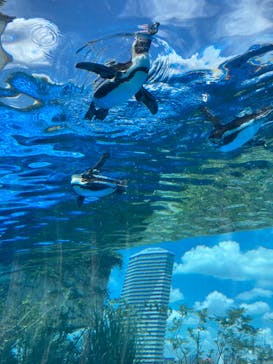 サンシャイン水族館に投稿された画像（2024/8/15）