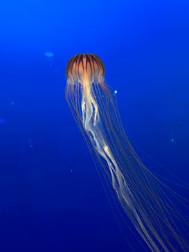 新江ノ島水族館に投稿された画像（2024/8/15）