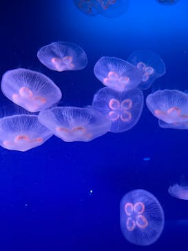 新江ノ島水族館に投稿された画像（2024/8/15）