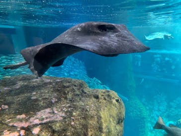 新江ノ島水族館に投稿された画像（2024/8/15）