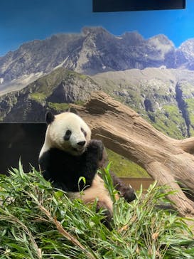 恩賜上野動物園に投稿された画像（2024/8/15）