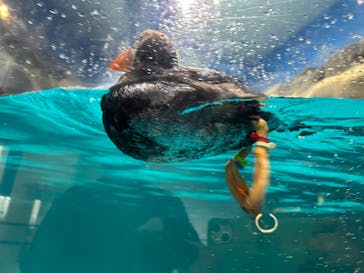 アクアワールド茨城県大洗水族館に投稿された画像（2024/8/15）
