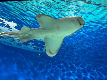 アクアワールド茨城県大洗水族館に投稿された画像（2024/8/15）