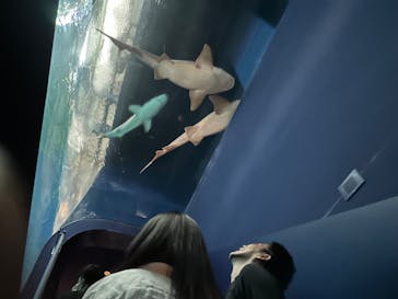 アクアワールド茨城県大洗水族館に投稿された画像（2024/8/15）