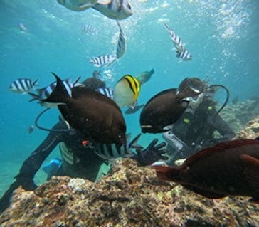 沖縄マリンサービス碧に投稿された画像（2024/8/15）