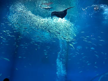 アクアワールド茨城県大洗水族館に投稿された画像（2024/8/15）