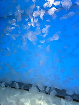 アクアワールド茨城県大洗水族館に投稿された画像（2024/8/15）