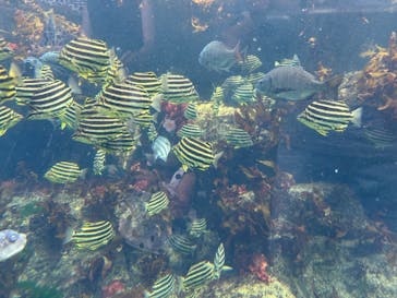 アクアワールド茨城県大洗水族館に投稿された画像（2024/8/15）