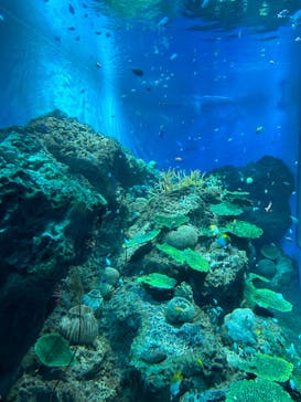 アクアワールド茨城県大洗水族館に投稿された画像（2024/8/15）