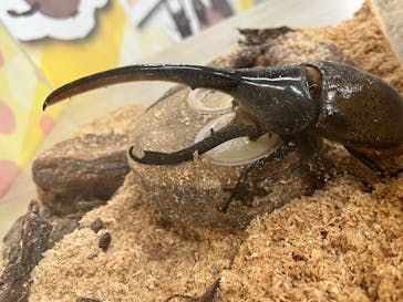 JOYPOLIS 特別イベントスペースに投稿された画像（2024/8/15）