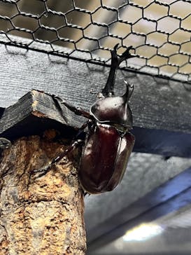 JOYPOLIS 特別イベントスペースに投稿された画像（2024/8/15）