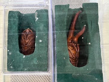 JOYPOLIS 特別イベントスペースに投稿された画像（2024/8/15）