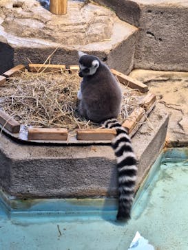 NIFREL（ニフレル）に投稿された画像（2024/8/15）