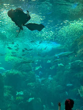 新江ノ島水族館に投稿された画像（2024/8/15）