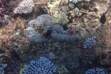 青の洞窟専門店 ブルーオーシャンに投稿された画像（2024/8/15）