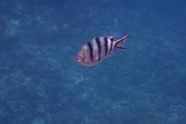 青の洞窟専門店 ブルーオーシャンに投稿された画像（2024/8/15）