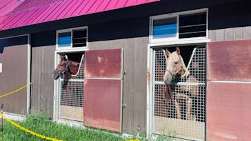 ノーザンホースパークに投稿された画像（2024/8/15）