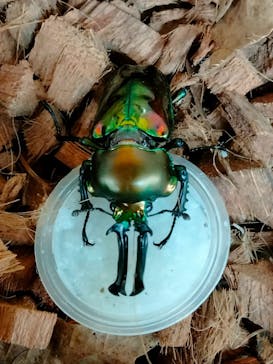 いきもの探検隊上尾に投稿された画像（2024/8/15）