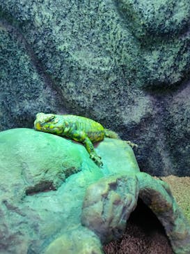 いきもの探検隊上尾に投稿された画像（2024/8/15）