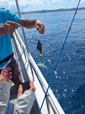 沖縄海うさぎ・海あしびに投稿された画像（2024/8/15）