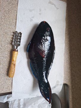 沖縄海うさぎ・海あしびに投稿された画像（2024/8/15）