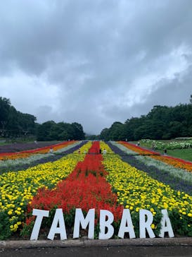 たんばらラベンダーパークに投稿された画像（2024/8/15）