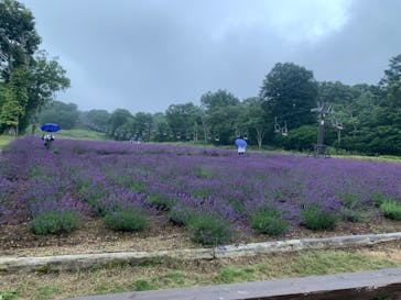 たんばらラベンダーパークに投稿された画像（2024/8/15）