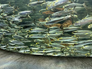 サンシャイン水族館に投稿された画像（2024/8/15）