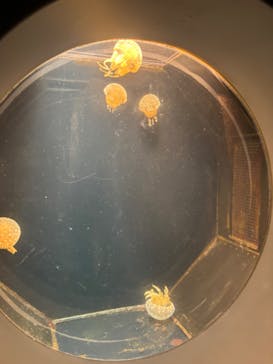 葛西臨海水族園に投稿された画像（2024/8/15）