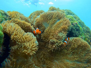 宮古島 ADVENTURE PiPi（ミヤコジマ アドベンチャー ピピ）に投稿された画像（2024/8/15）