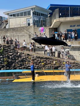 越前松島水族館に投稿された画像（2024/8/15）