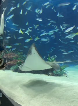 サンシャイン水族館に投稿された画像（2024/8/15）