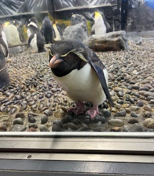 越前松島水族館に投稿された画像（2024/8/15）
