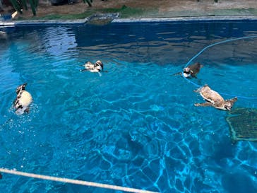 越前松島水族館に投稿された画像（2024/8/15）