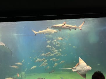 越前松島水族館に投稿された画像（2024/8/15）