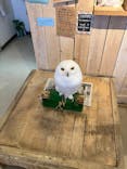 ふくろう＋は虫類とふれあえるカフェ　カントリーオウルぷらすに投稿された画像（2024/8/15）