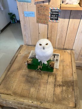 ふくろう＋は虫類とふれあえるカフェ　カントリーオウルぷらすに投稿された画像（2024/8/15）
