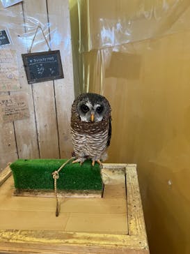 ふくろう＋は虫類とふれあえるカフェ　カントリーオウルぷらすに投稿された画像（2024/8/15）
