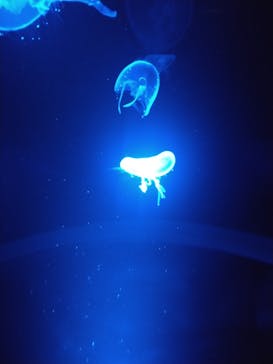 京都水族館に投稿された画像（2024/8/15）